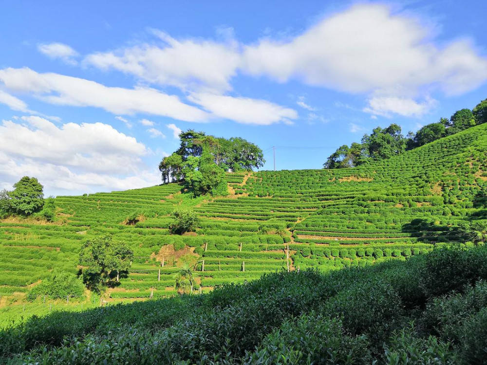 West Lake Longjing Chinese Green Tea - Premium Weight Loss Tea Loose Tea, Brand New Bulk