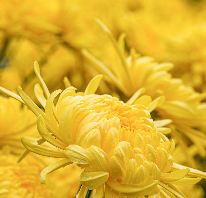 Royal Golden Chrysanthemum - a cup of freshly brewed tea for daily conditioning and radiance